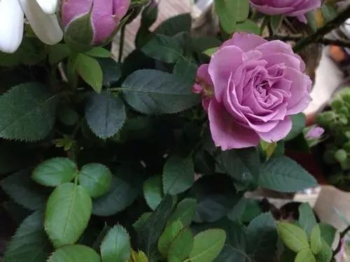 每日一花 |"拉米炫耀"月季:花开蓝紫色,非常勤花