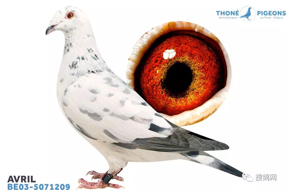 搜鸽鉴赏 | 赛鸽运动狂热爱好者:jos thoné_乔斯