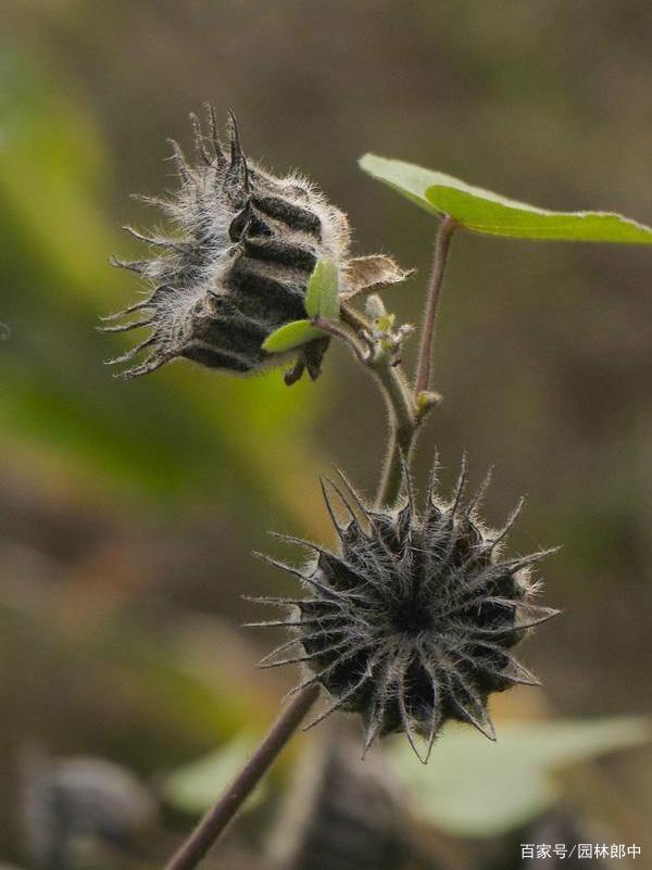 农村常见的一种野草,好玩还能吃,我们叫它麻梭,你那里叫什么?_时分