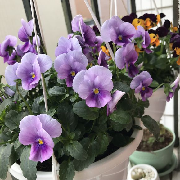 原创6种懒人花放在阳台不用管粗放管理三个月开爆阳台