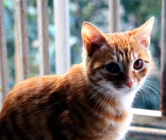 京 猫(一)吴洲星朱小茂从老家抱回来一只猫,一只虎皮猫.