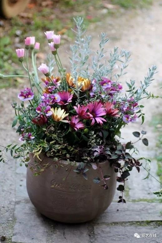 植物组合盆栽简单那你可就想错了