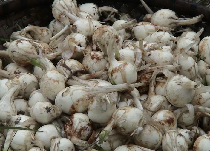 它是"天然胎儿杀手",孕妇需忌口,"贪吃"可能会"伤及"宝宝