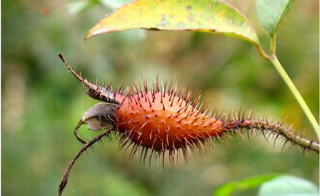 农村常见果实居然有这么多功效金樱子泡酒方法介绍