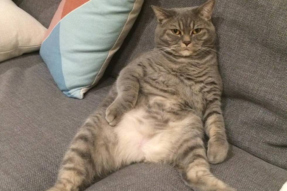 猫咪上演"葛优瘫",姿势颇为"放肆"