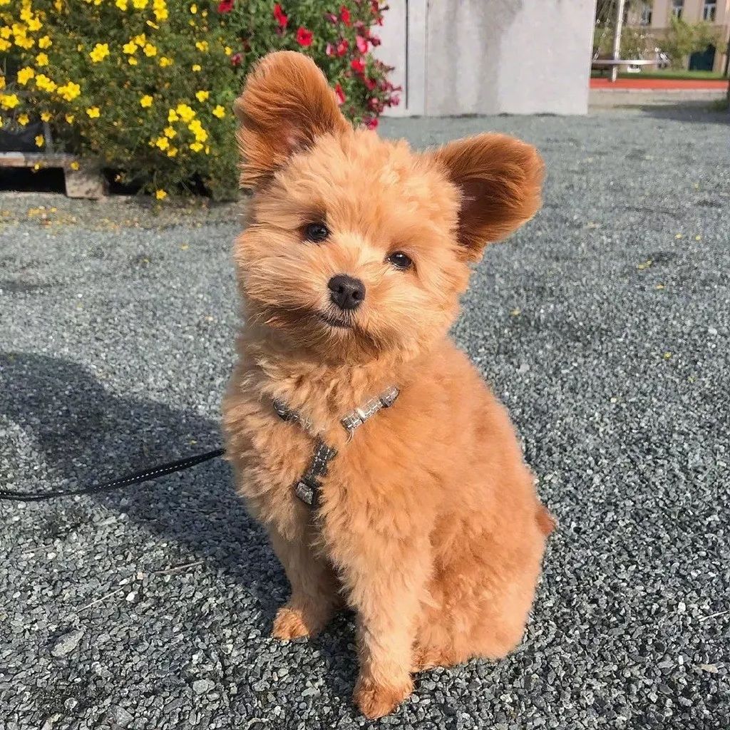 来自挪威的小泰迪oliver越看越像小熊