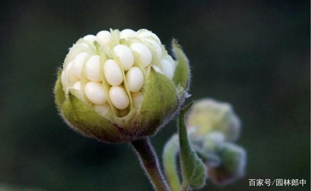 农村常见的一种野草,好玩还能吃,我们叫它麻梭,你那里叫什么?_时分