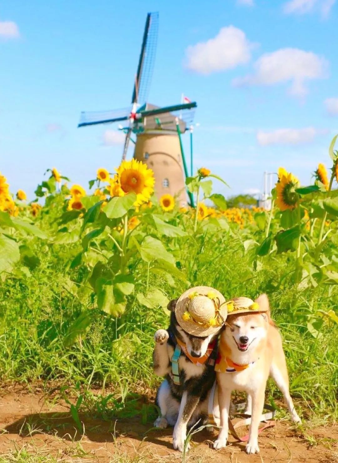 日本柴犬兄妹的花海照火爆网络!美翻100w 网友!