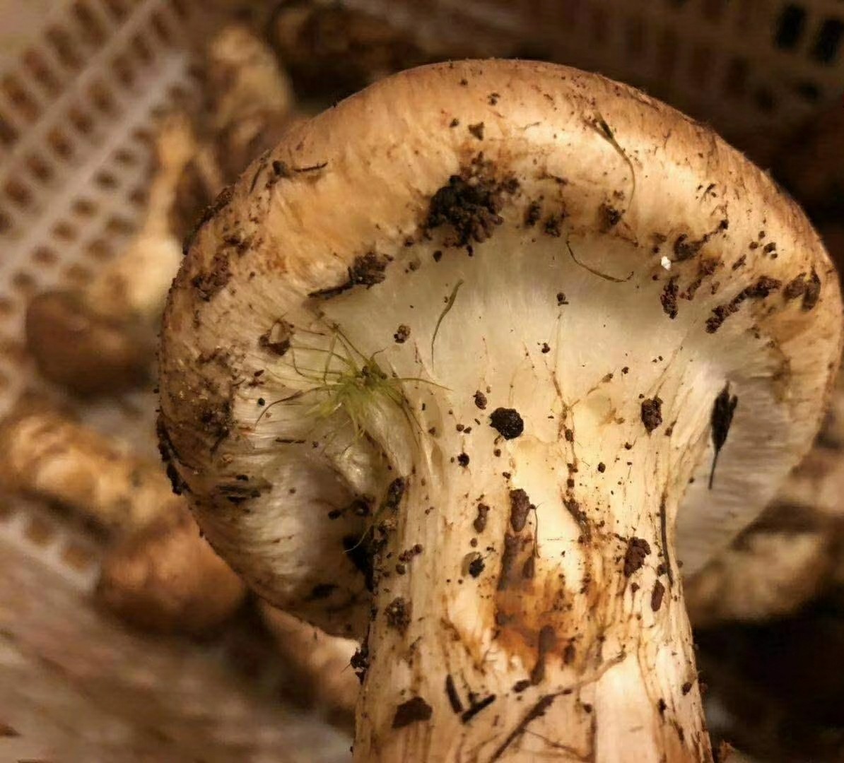 常见的松茸种类都有哪些你知道吗