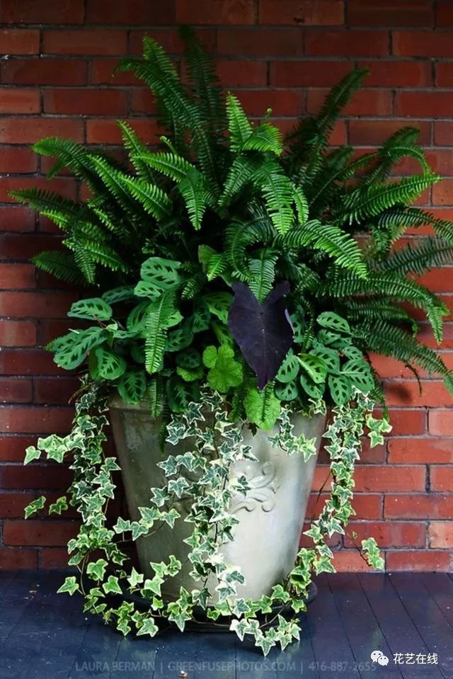 植物组合盆栽简单?那你可就想错了!