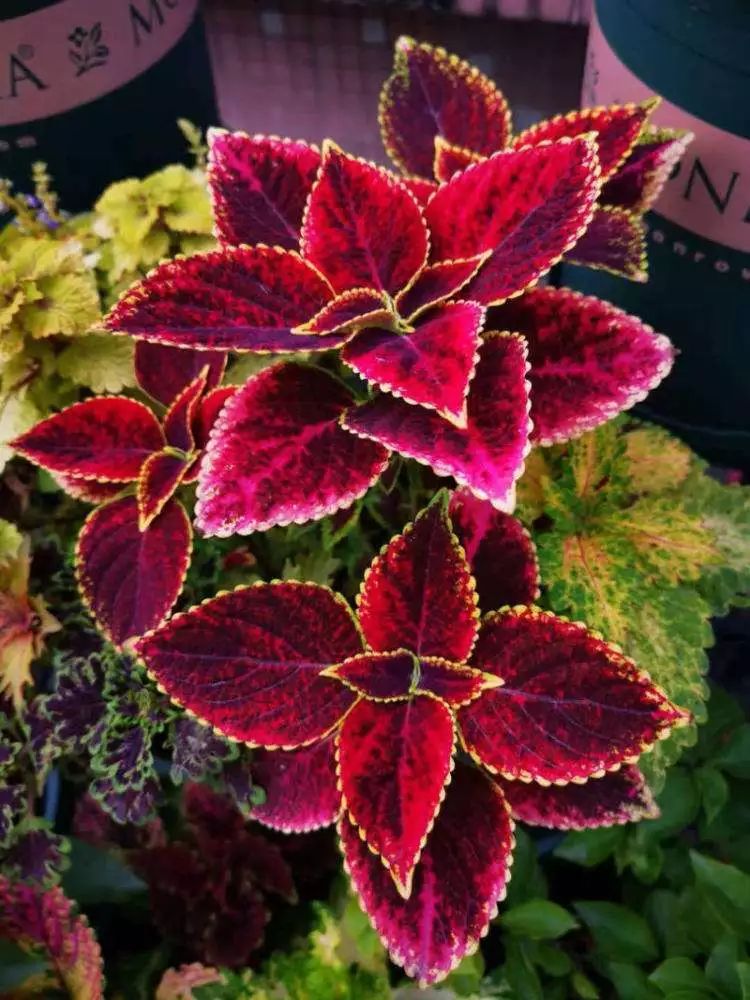 掌握五个小技巧可使阳台盆栽的彩叶草颜色比花更艳