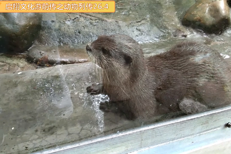 貂鼠精认为猪八戒是妖怪