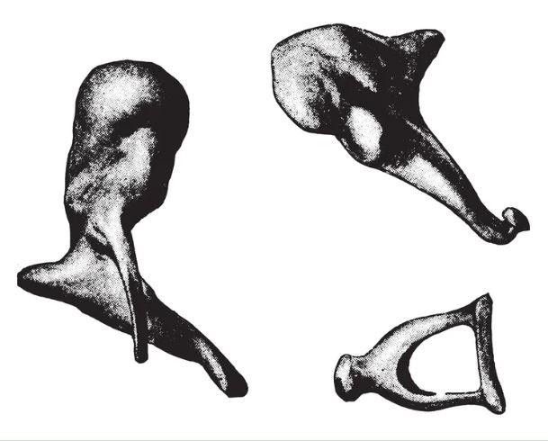 人体最小的骨头位于耳朵里,它们分别是锤骨,砧骨和镫骨