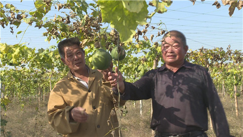 河南淮滨:两兄弟种"瓜萎"致富年年有_张志耀