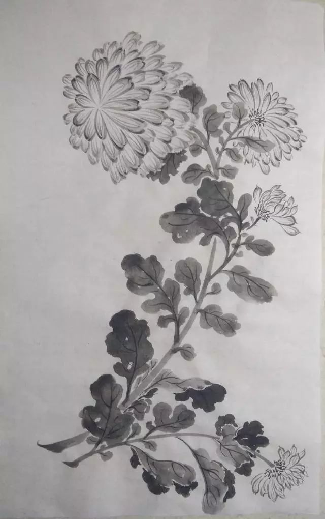 菊花叶子的画法与整幅示范,收藏吧