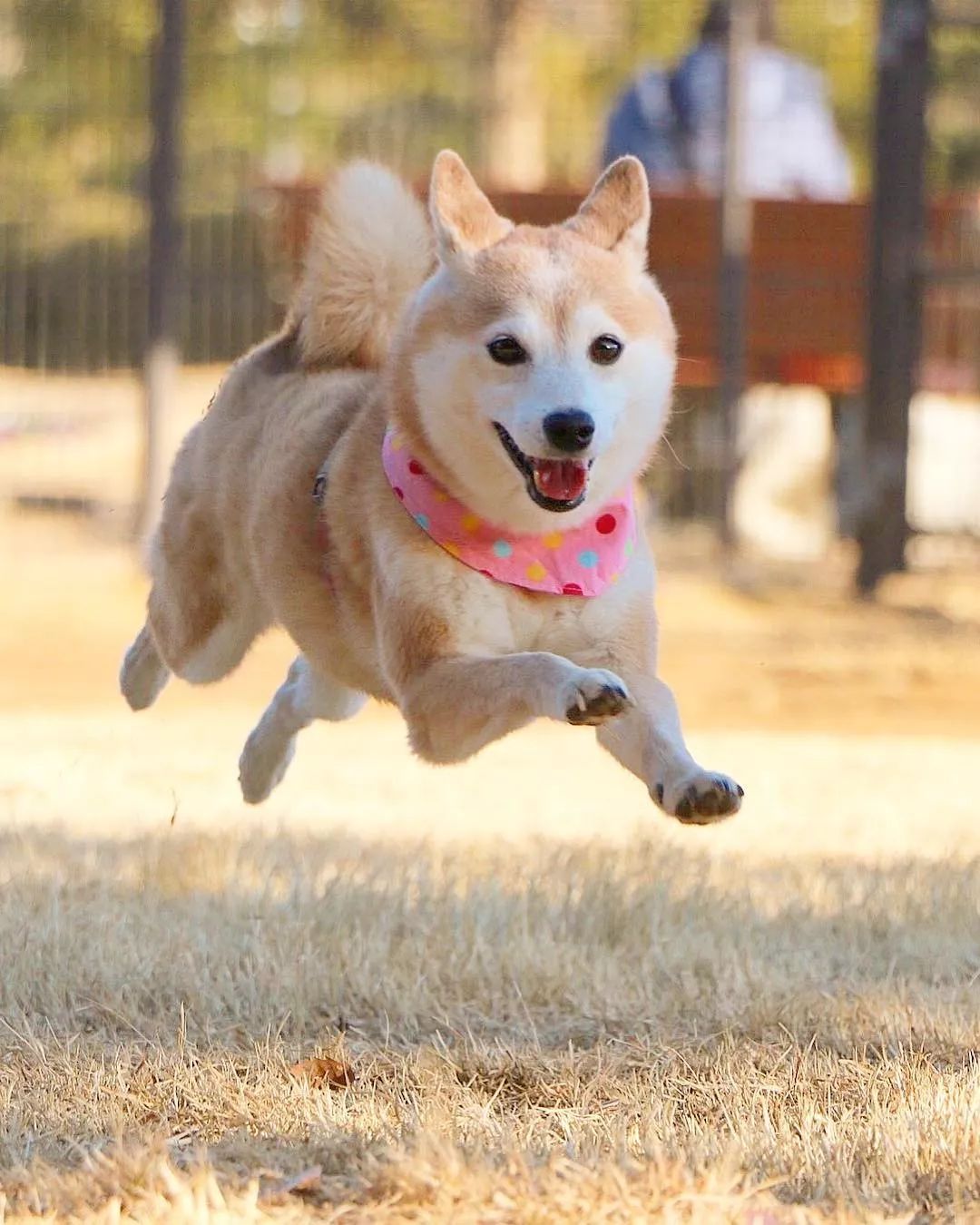 日本柴犬兄妹的花海照火爆网络!美翻100w 网友!