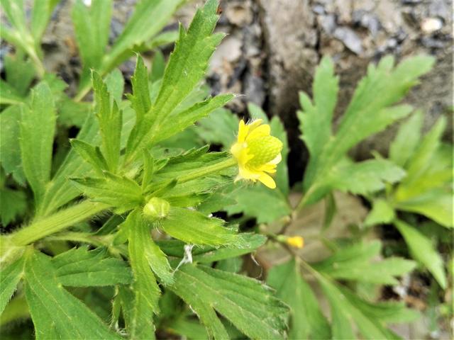 农村有一种不起眼的野草,农民不喜欢它,市场售价20元一斤_茴茴