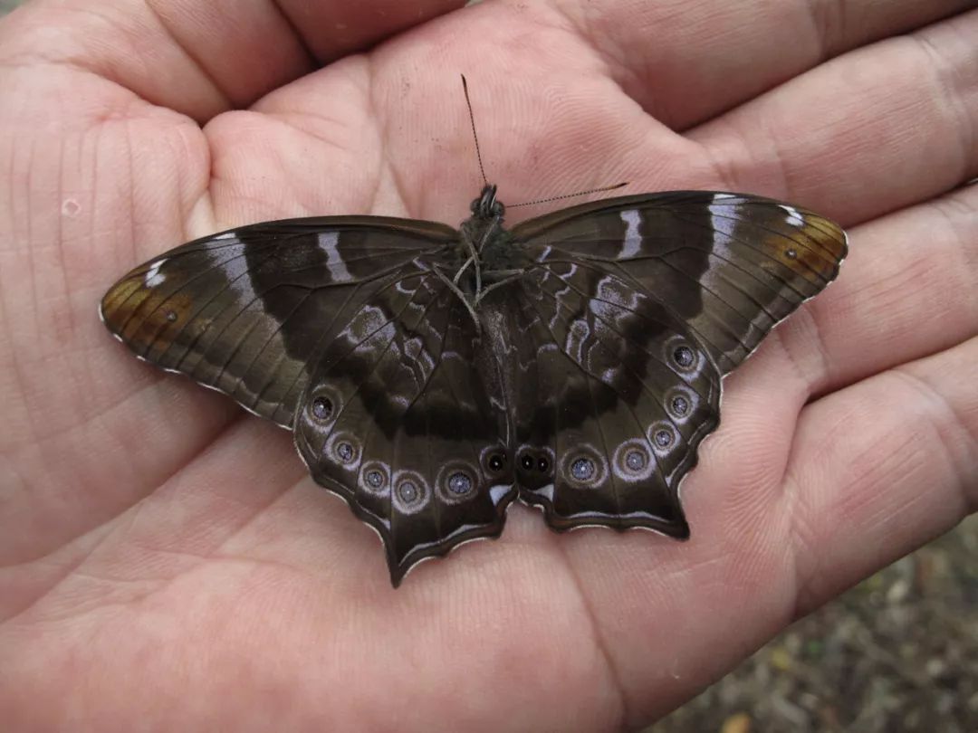 宁波象山首次发现浙江省蝴蝶新记录离斑带蛱蝶