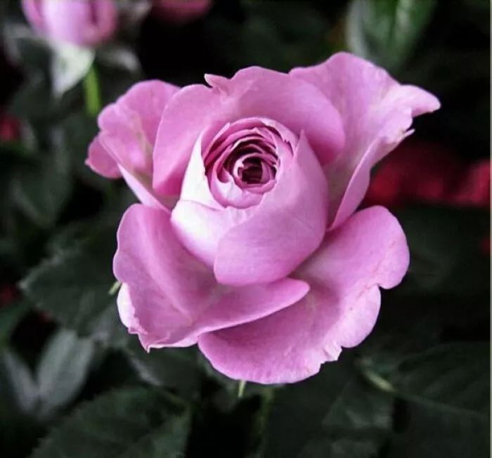 每日一花 |"拉米炫耀"月季:花开蓝紫色,非常勤花