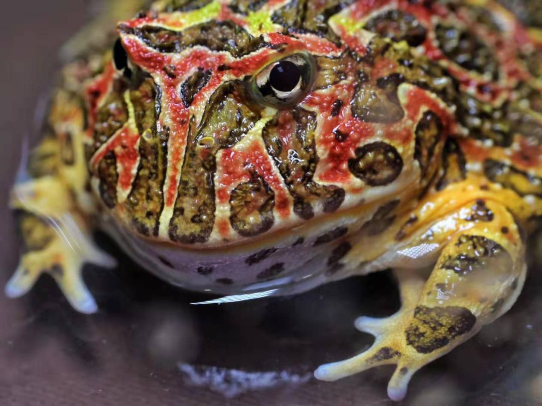 周末出发!带娃开启一段昆虫王国之行!展馆升级,惊喜不断!