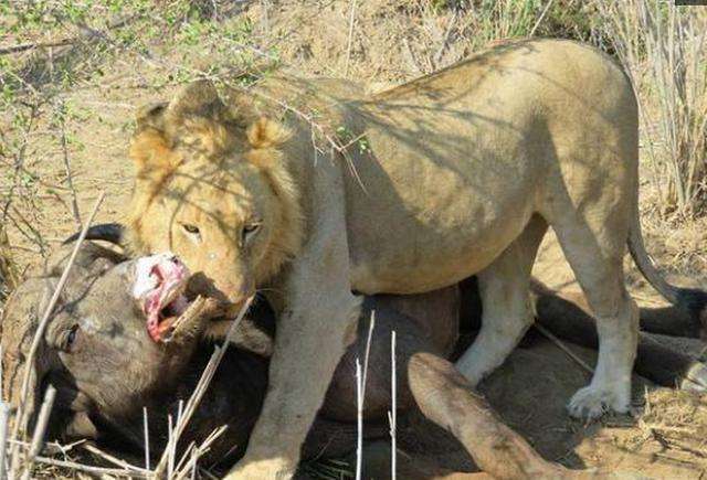 雄狮围杀野牛,野牛一脸绝望,雄狮的战斗力可谓是惊人_狮子