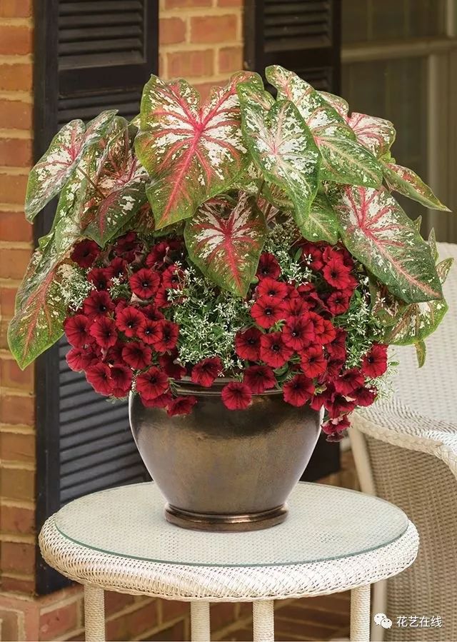 植物组合盆栽简单?那你可就想错了!