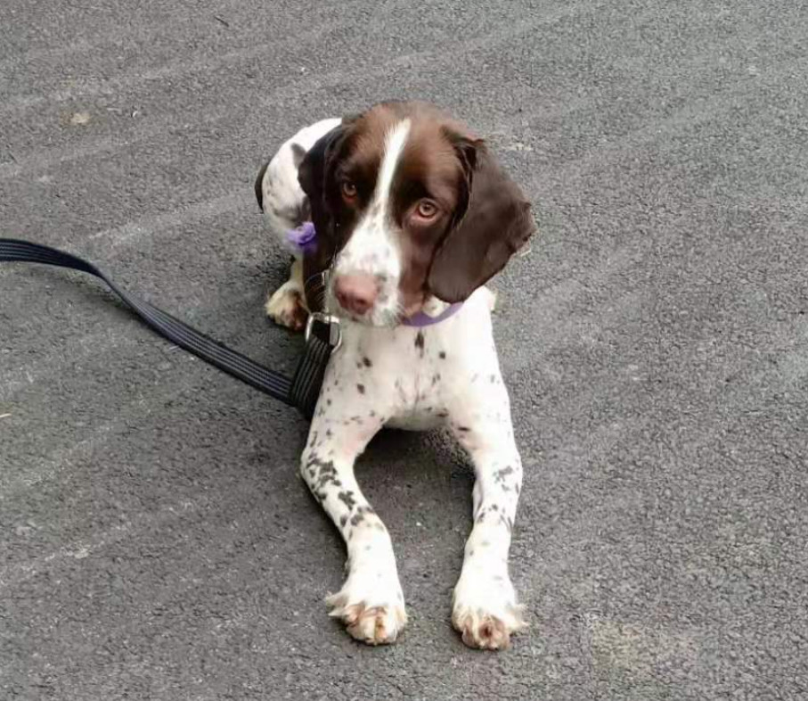 缉毒犬小型犬图片