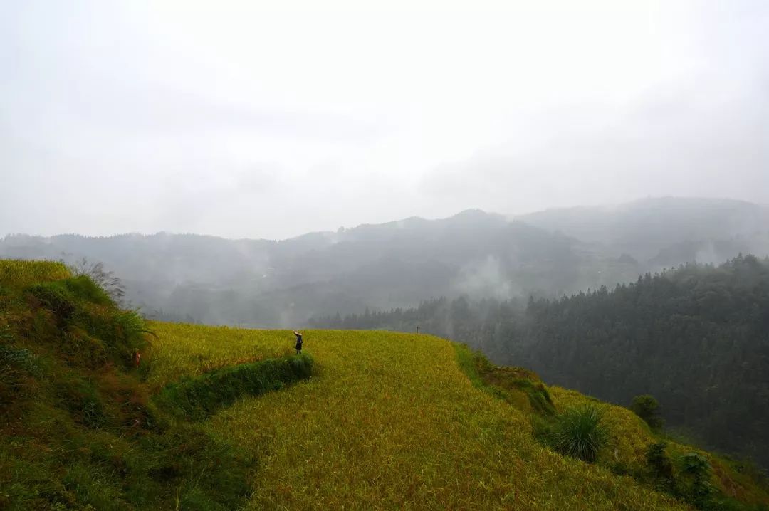 良寨紫黑香糯文化節上那些大苗山裡高品質的扶貧特產