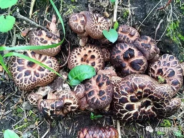 (新疆本地叫:鹿茸蘑菇◆翘鳞肉齿菌◆新疆主要生长天山山脉,无