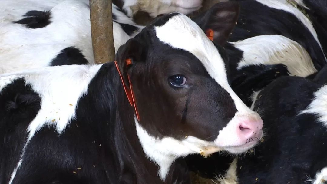 了不得原来奶牛吃的竟是这些东西小编震惊了