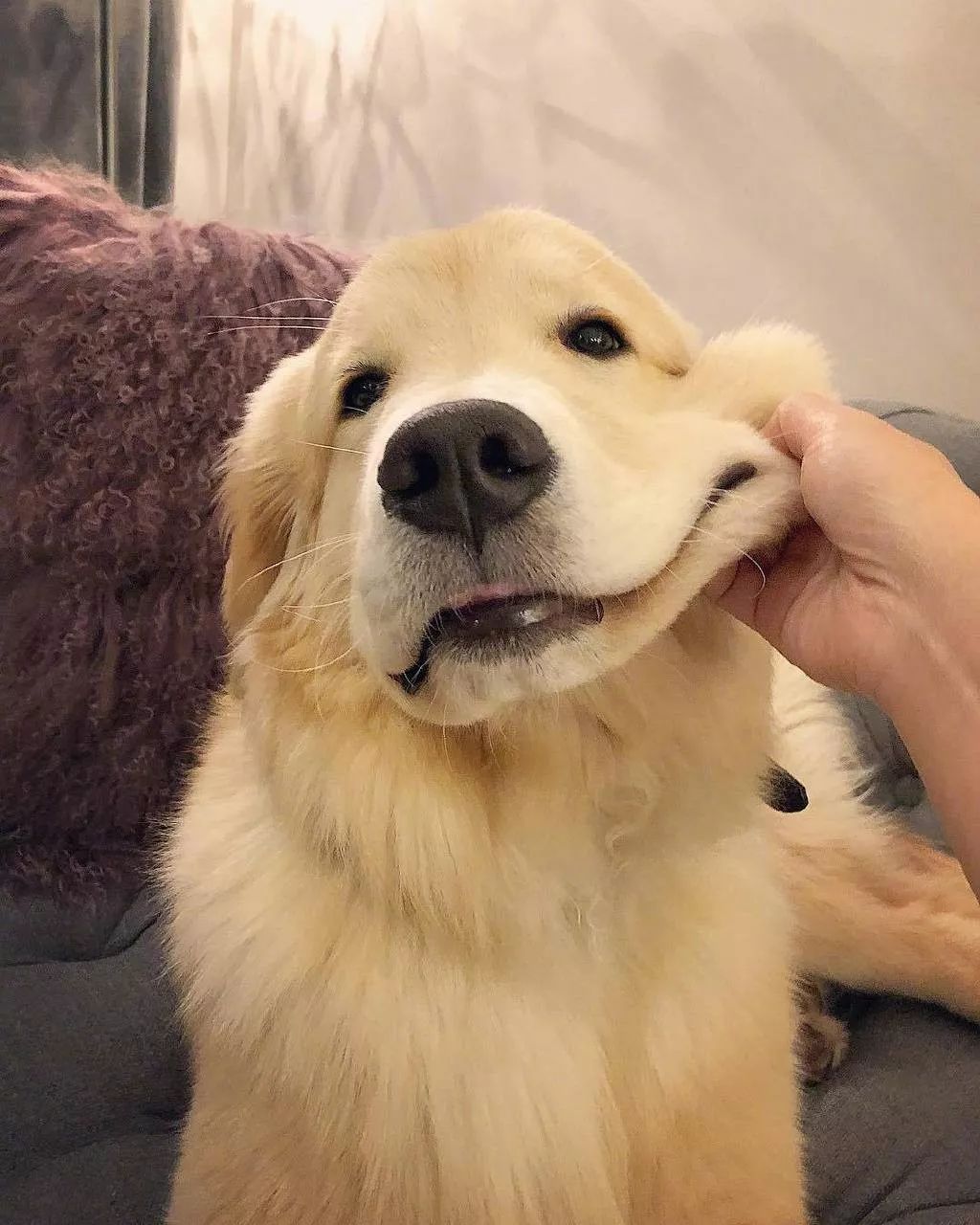 感受一下云rua狗狗的视角,好快乐啊!