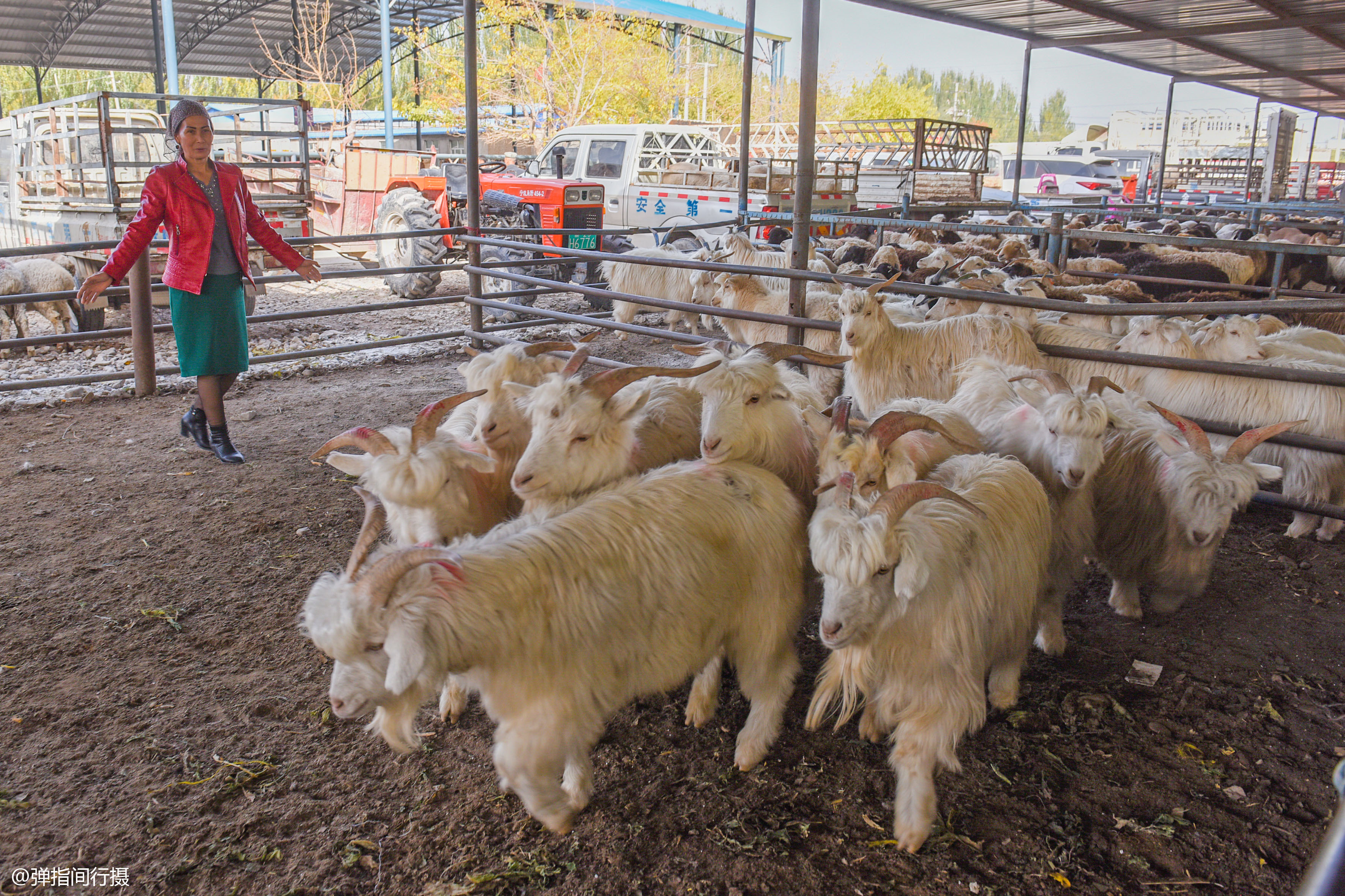 新疆牛羊市场妙趣横生,羊群排长队售卖,如此壮观场面你见过吗?