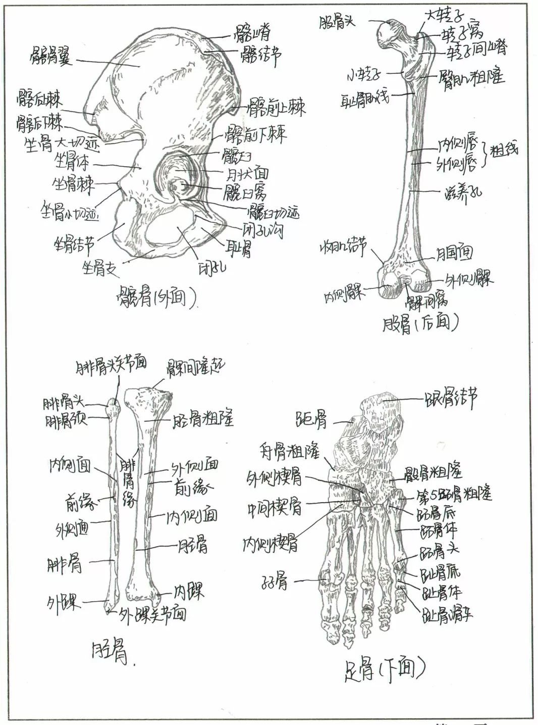 这些网红手绘人体骨骼图竟然出自宝鸡医学生之手