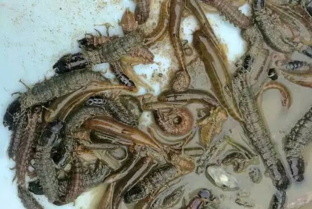它是溪流钓的好饵料却是养鱼人眼中的害虫