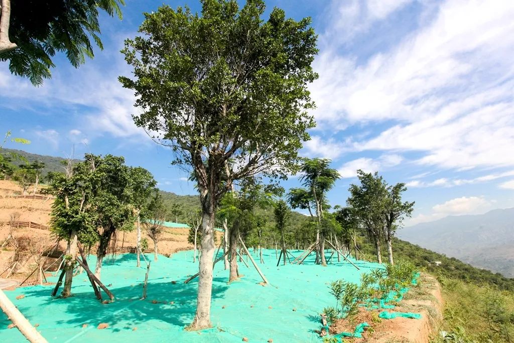 历时一年,石灰石矿生态复绿成果如何 ?