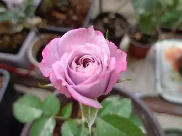 每日一花 |"拉米炫耀"月季:花开蓝紫色,非常勤花