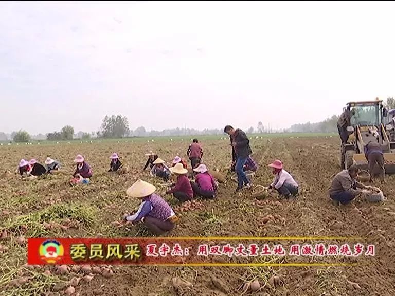 金秋十月,多宝镇刘夏村一块33亩的红薯地,迎来了丰收.