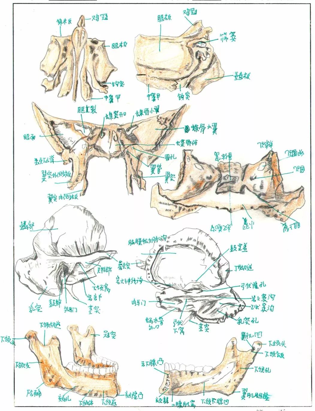 这些网红手绘人体骨骼图竟然出自宝鸡医学生之手