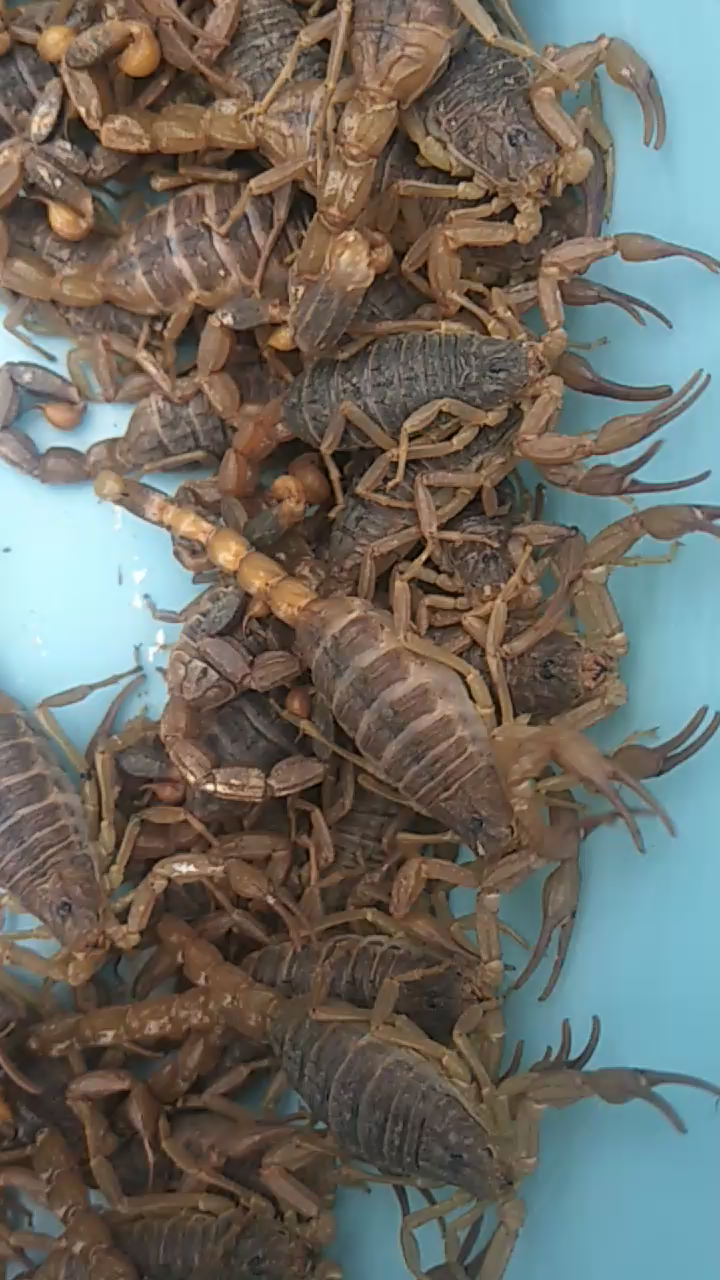 原创蝎子养殖交流黑货与黄货有哪些区别