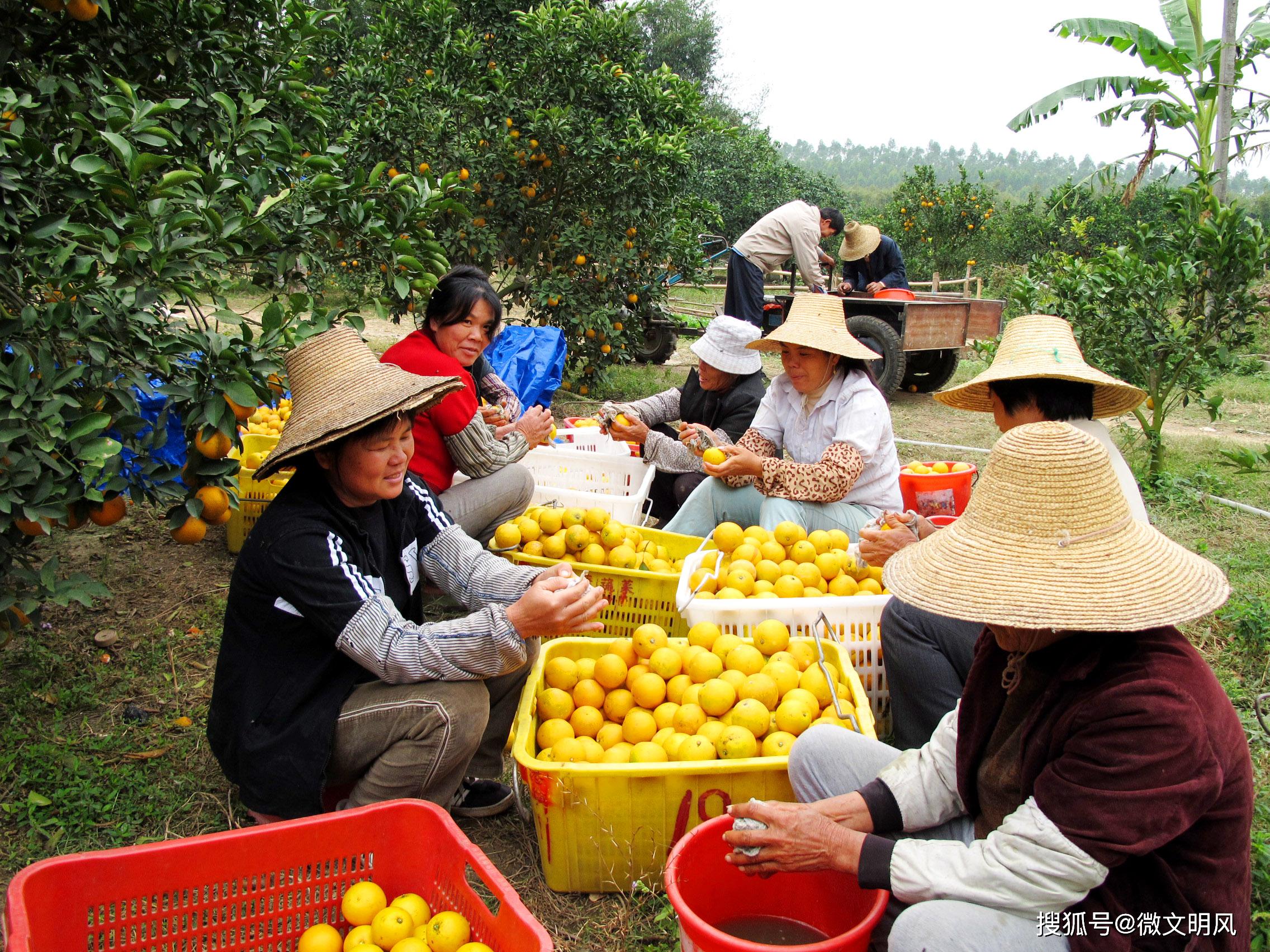 最爱赏绿摘果生态游,又是"国宴佳果"廉江红橙成熟时