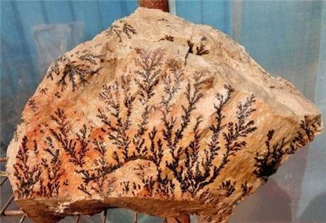 询问,经过行家对其确认后得知,原来他发现的是一种叫模树石的沉积岩