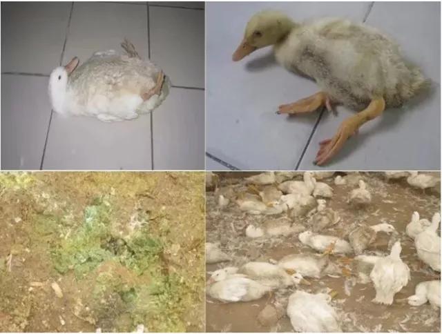 个别鸭精神沉郁,流泪,喙出血,发病后期神经症状明显,表现瘫痪,翻个