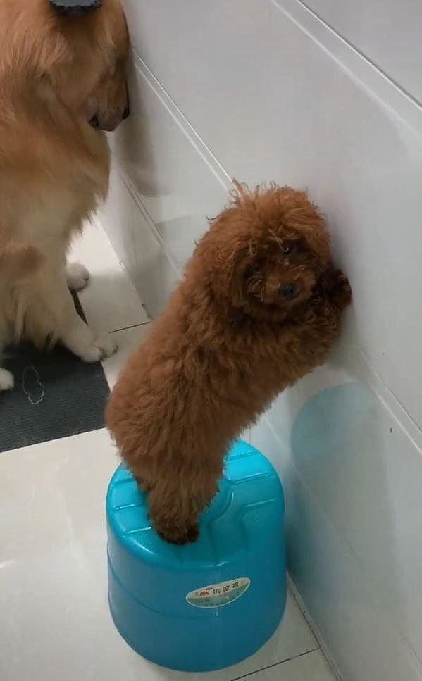 原创狗狗头靠墙壁罚站老婆正感到心疼看到一旁却不吱声了