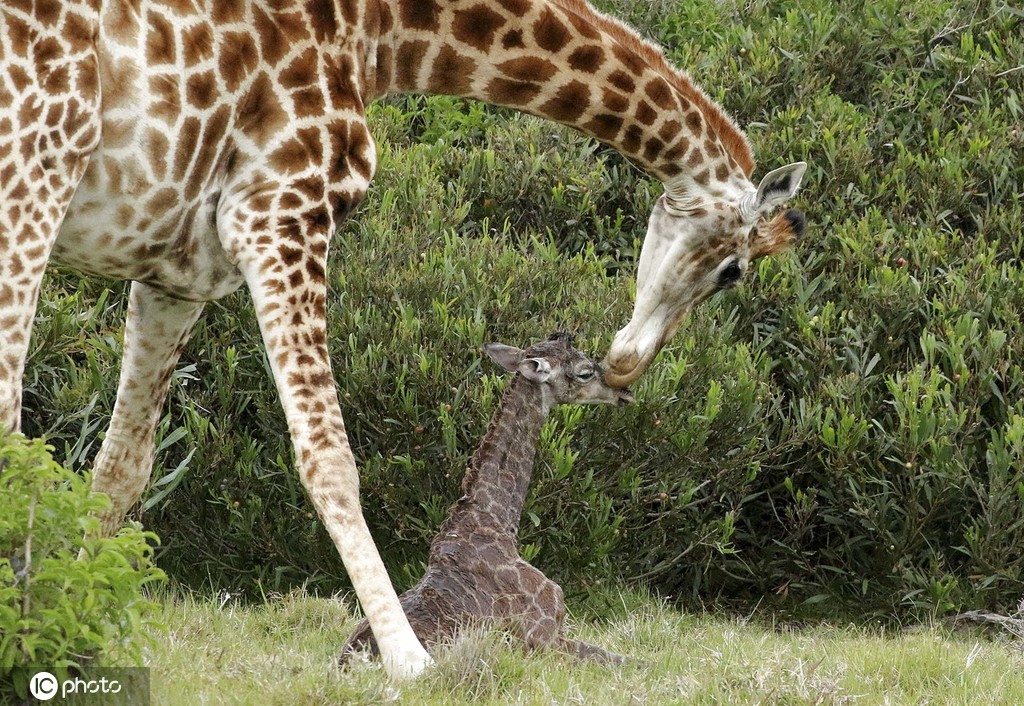 2019年10月31日报道,52岁的ayesha cantor来自南非,热衷拍摄野生动物