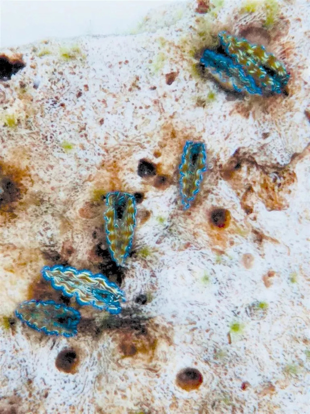 五彩"贝王"重生背后:半夜研究砗磲排精卵,找海兔帮忙清理藻类