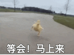小鸭子走路动态图片