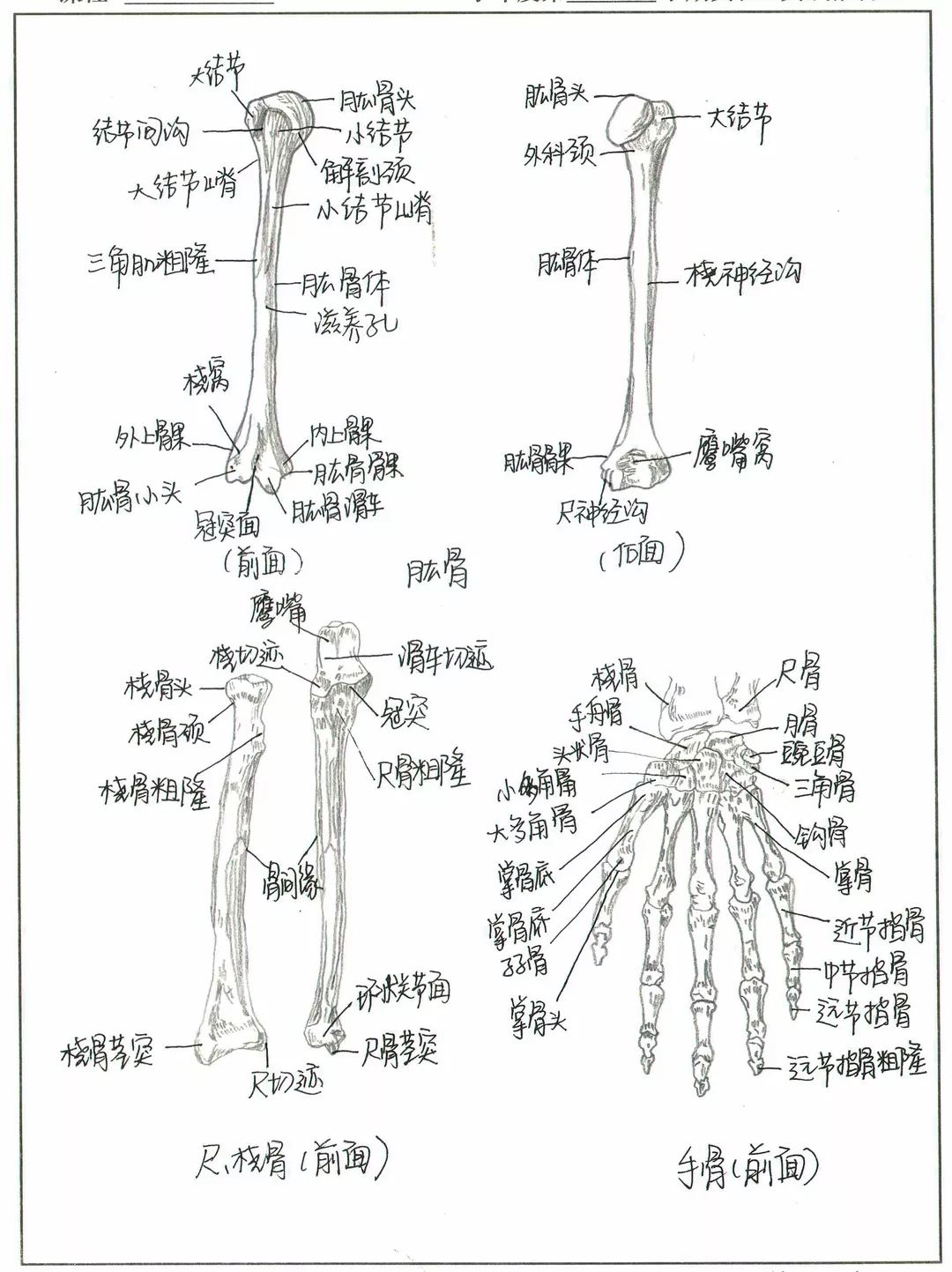 这些网红手绘人体骨骼图竟然出自宝鸡医学生之手