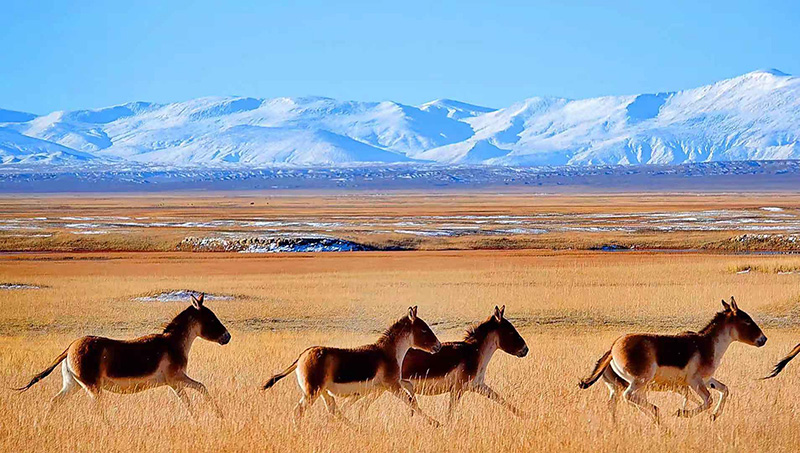 朱启荣摄影作品欣赏人间净土野生动物家园