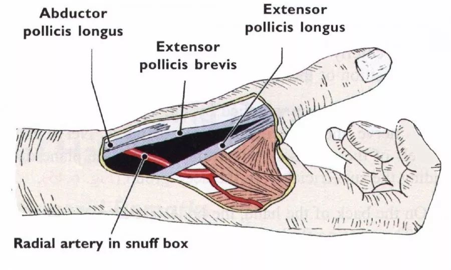 桡动脉穿刺位置的图示图片