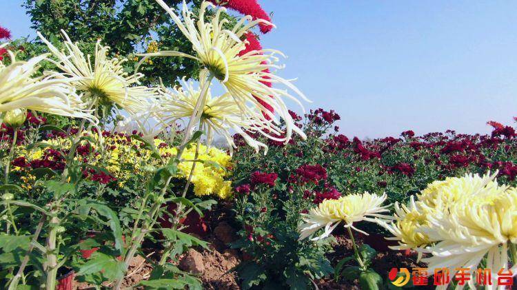 霍邱县花园镇菊花展图片